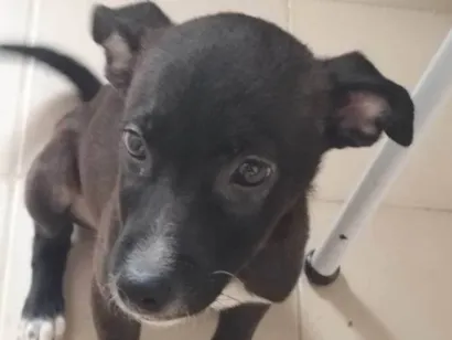 Cachorro raça SRD-ViraLata idade 2 a 6 meses nome Indefinido 