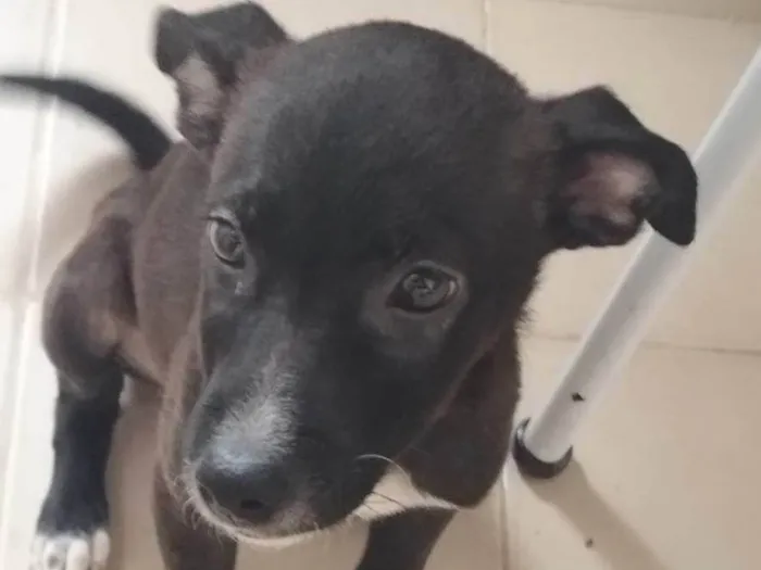 Cachorro ra a SRD-ViraLata idade 2 a 6 meses nome Indefinido 