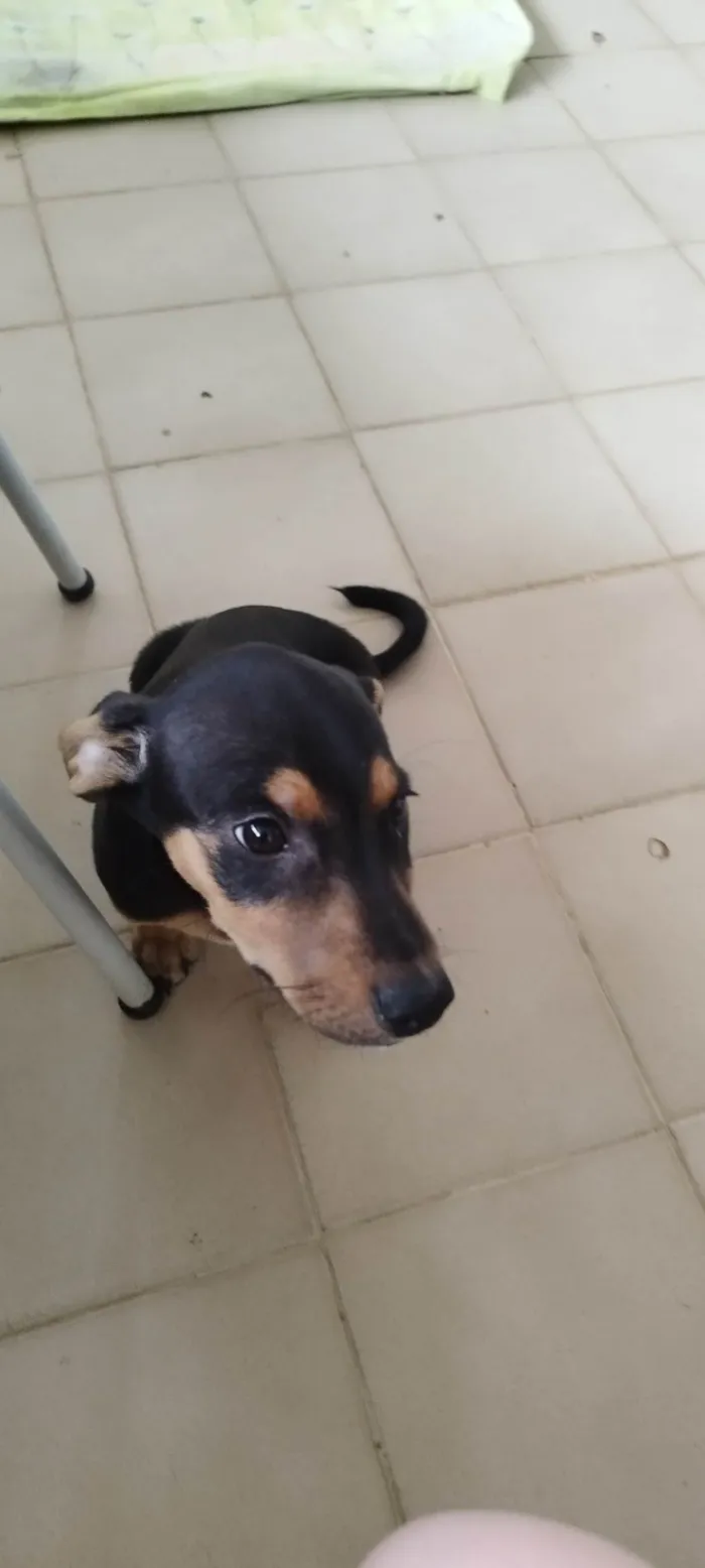 Cachorro ra a SRD-ViraLata idade 2 a 6 meses nome Indefinido 