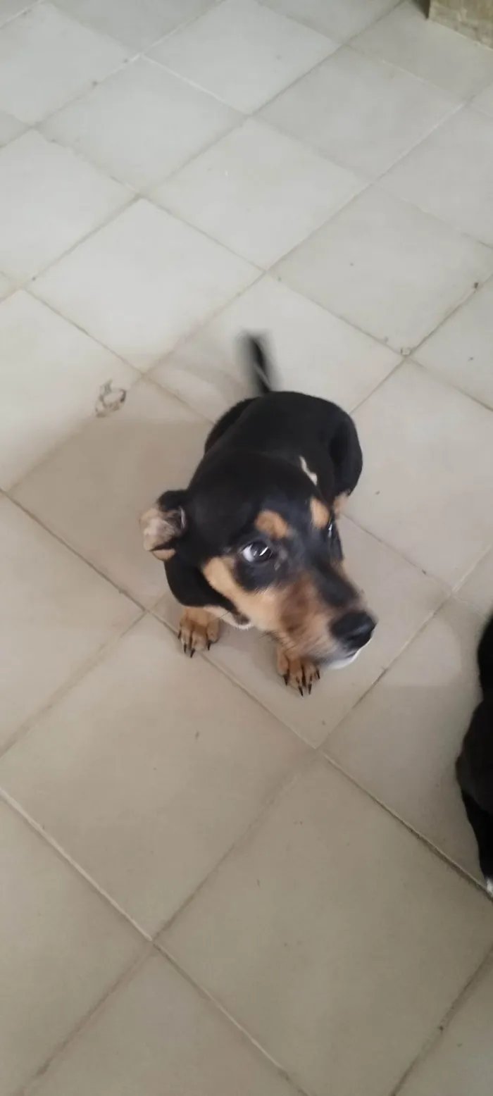 Cachorro ra a SRD-ViraLata idade 2 a 6 meses nome Indefinido 