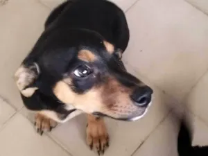 Cachorro raça SRD-ViraLata idade 2 a 6 meses nome Indefinido 