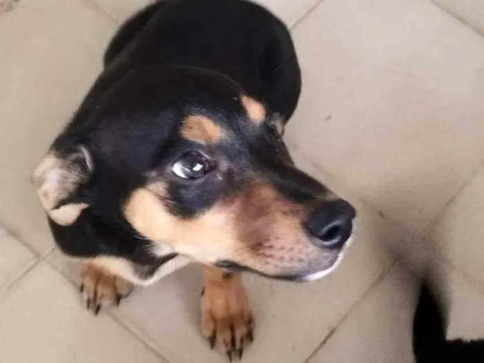 Cachorro ra a SRD-ViraLata idade 2 a 6 meses nome Indefinido 