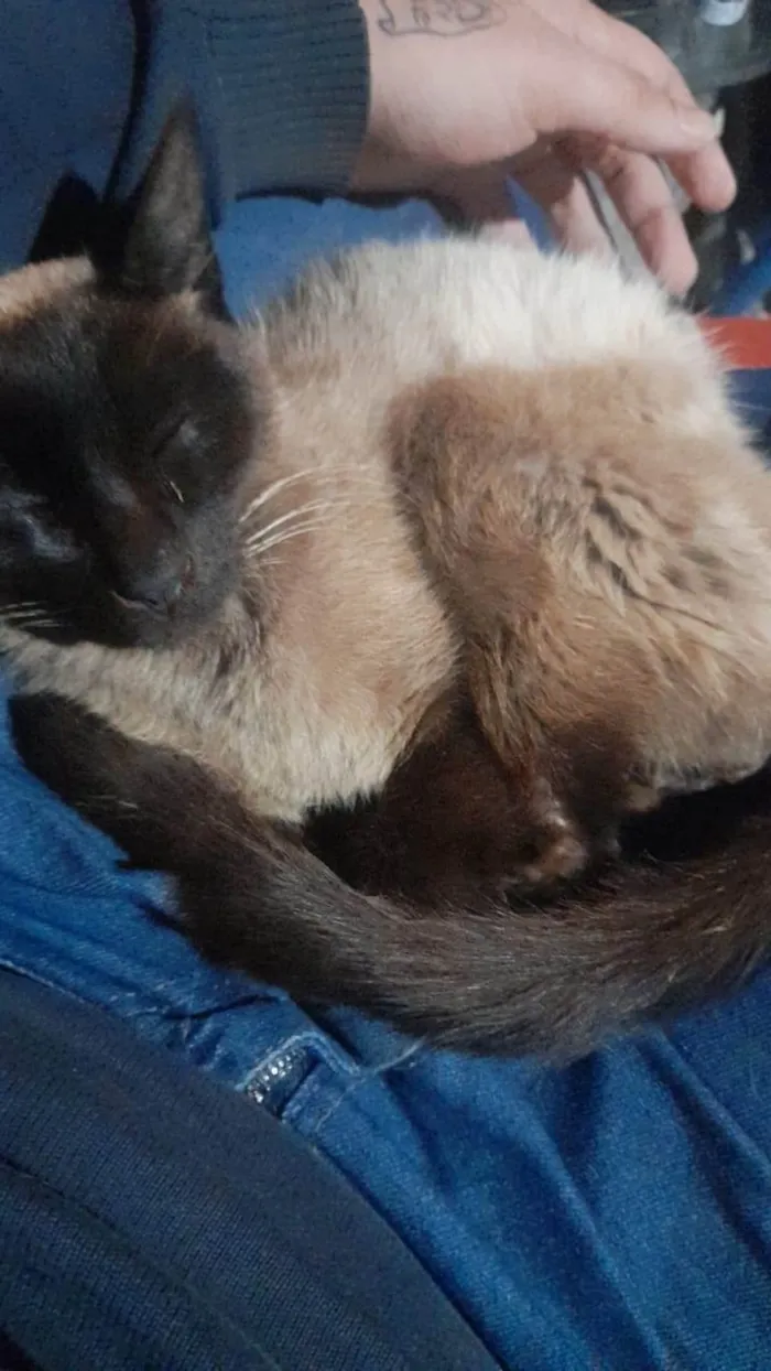 Gato ra a Siamês idade 1 ano nome Magrelinho 