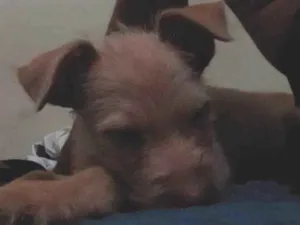 Cachorro raça SRD-ViraLata idade 2 a 6 meses nome Romeu 