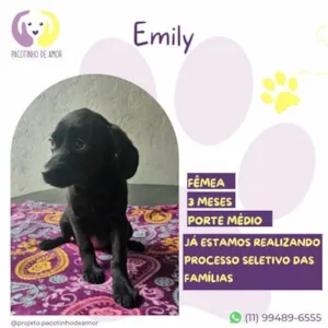 Cachorro raça SRD-ViraLata idade 2 a 6 meses nome Emily