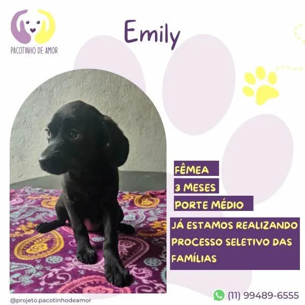 Cachorro ra a SRD-ViraLata idade 2 a 6 meses nome Emily