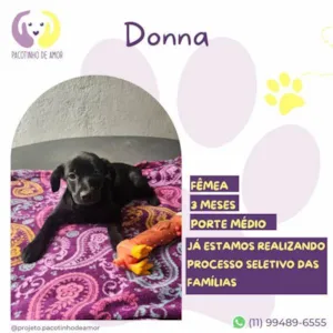 Cachorro raça SRD-ViraLata idade 2 a 6 meses nome Donna