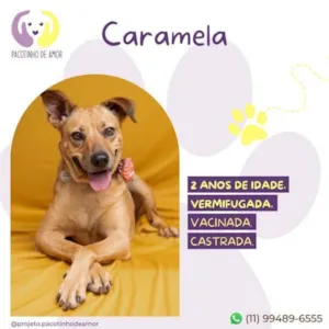 Cachorro raça SRD-ViraLata idade 1 ano nome Caramela