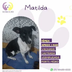 Cachorro raça SRD-ViraLata idade 1 ano nome Matilda