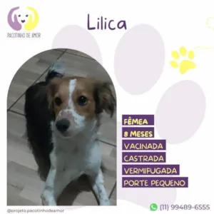 Cachorro raça SRD-ViraLata idade 1 ano nome Lilica