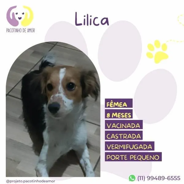 Cachorro ra a SRD-ViraLata idade 1 ano nome Lilica