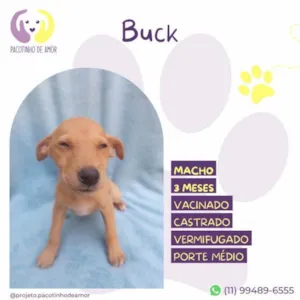 Cachorro raça SRD-ViraLata idade 2 a 6 meses nome Buck