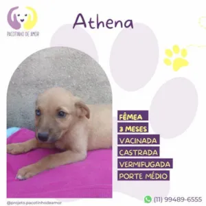 Cachorro raça SRD-ViraLata idade 2 a 6 meses nome Athena