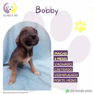 Cachorro raça SRD-ViraLata idade 2 a 6 meses nome Bobby