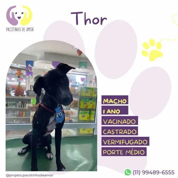 Cachorro ra a SRD-ViraLata idade 1 ano nome Thor