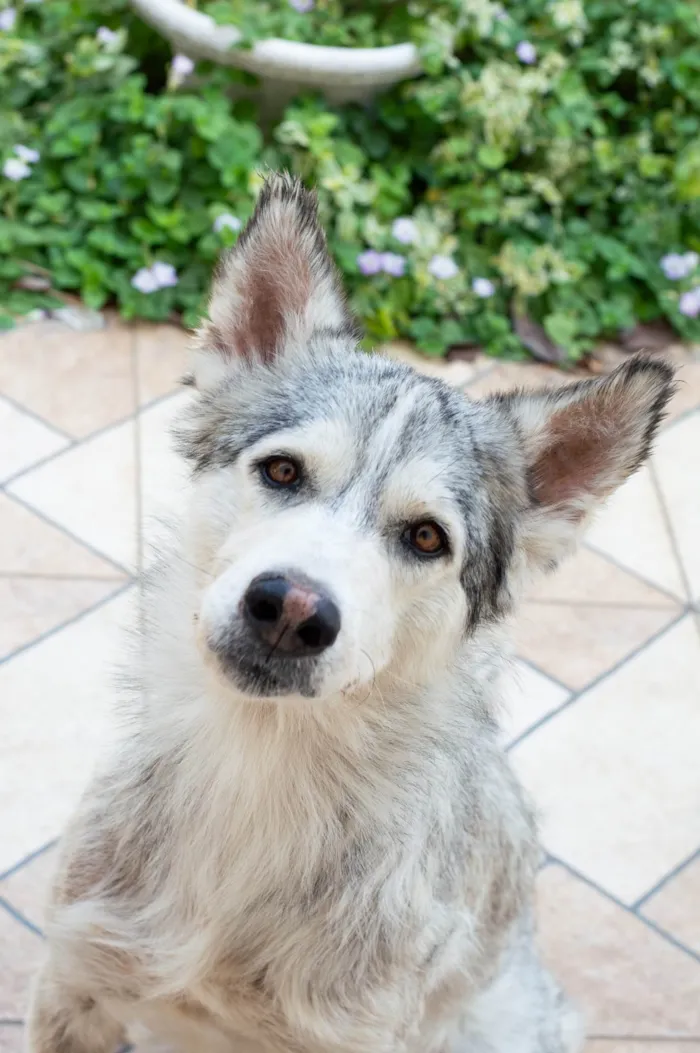 Cachorro ra a Husky Siberiano idade 3 anos nome Saimon