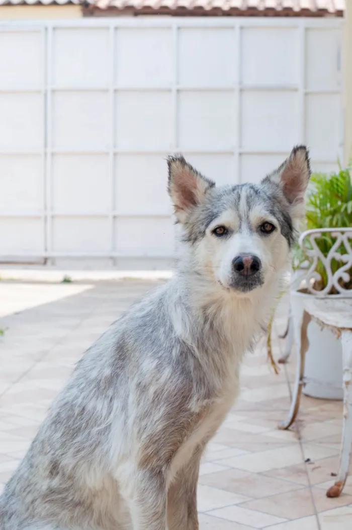 Cachorro ra a Husky Siberiano idade 3 anos nome Saimon