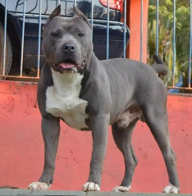 Cachorro ra a Pit-Bull idade 4 anos nome Rambito