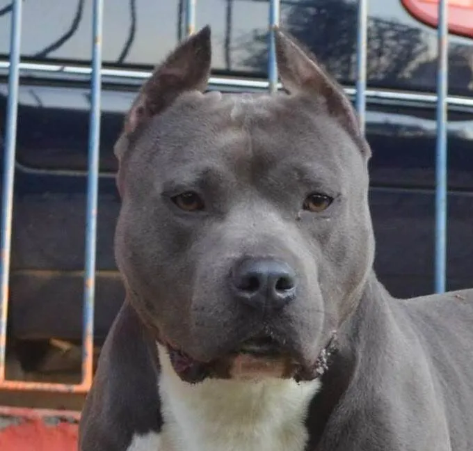 Cachorro ra a Pit-Bull idade 4 anos nome Rambito