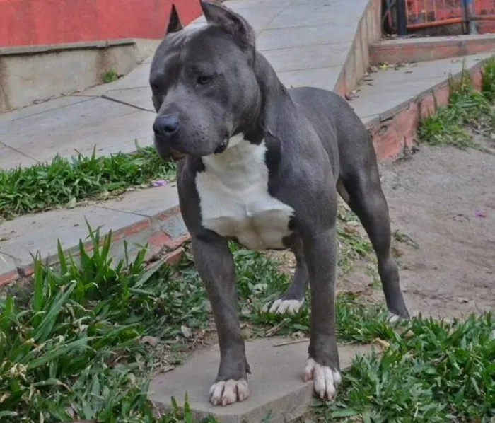 Cachorro ra a Pit-Bull idade 4 anos nome Rambito