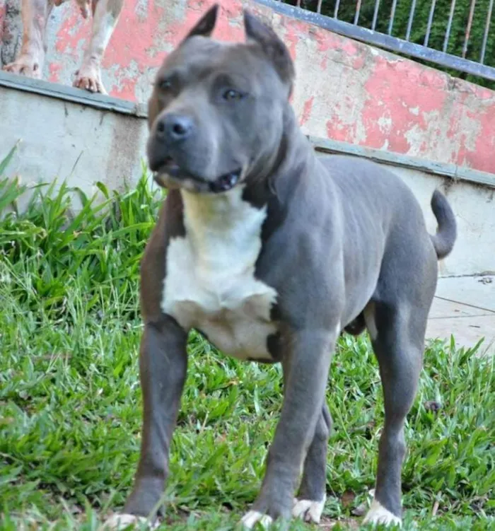 Cachorro ra a Pit-Bull idade 4 anos nome Rambito