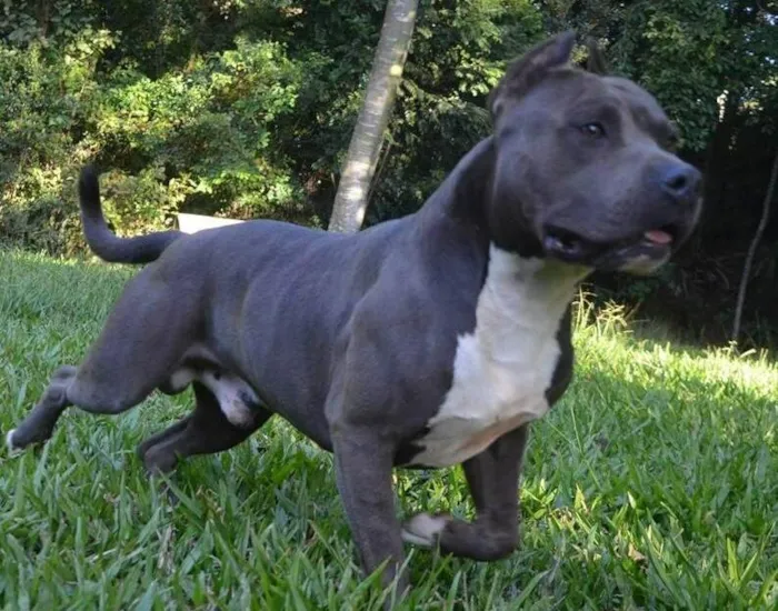 Cachorro ra a Pit-Bull idade 4 anos nome Rambito