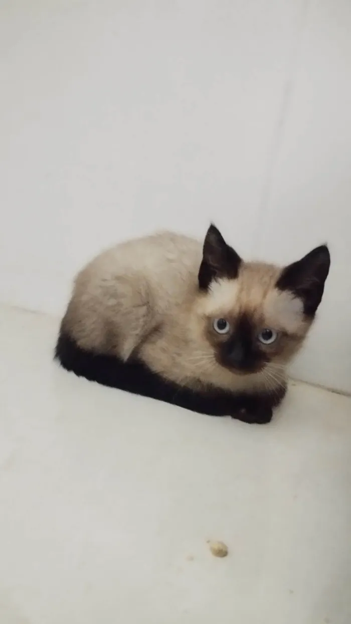 Gato ra a Siamês  idade 2 a 6 meses nome Gato filhote Siamês 