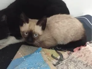 Gato raça Siamês idade 2 a 6 meses nome Gato filhote Siamês 