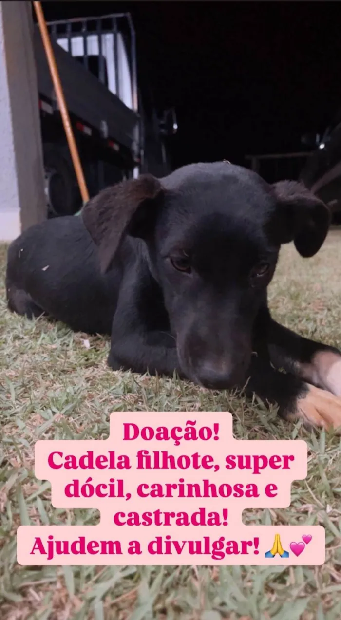 Cachorro ra a SRD-ViraLata idade 1 ano nome Pandora 