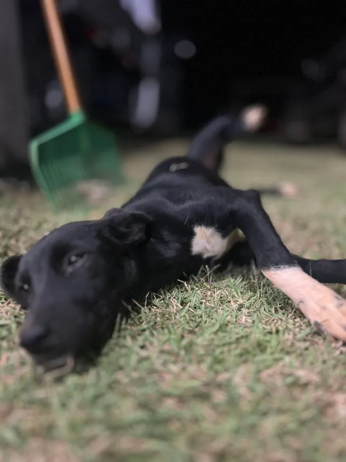 Cachorro ra a SRD-ViraLata idade 1 ano nome Pandora 