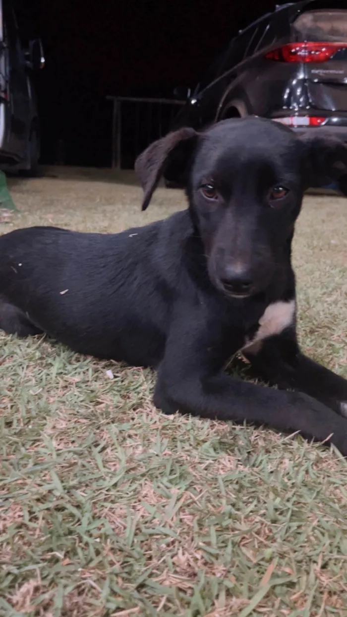 Cachorro ra a SRD-ViraLata idade 1 ano nome Pandora 