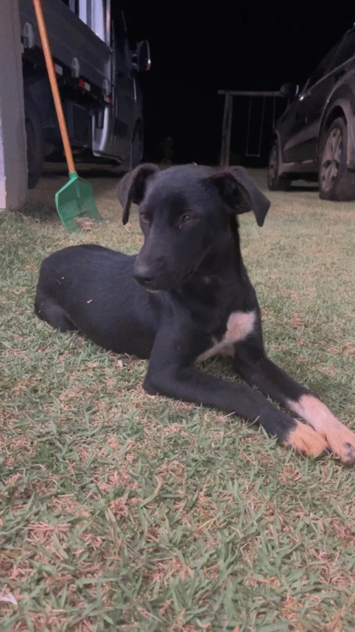 Cachorro ra a SRD-ViraLata idade 1 ano nome Pandora 