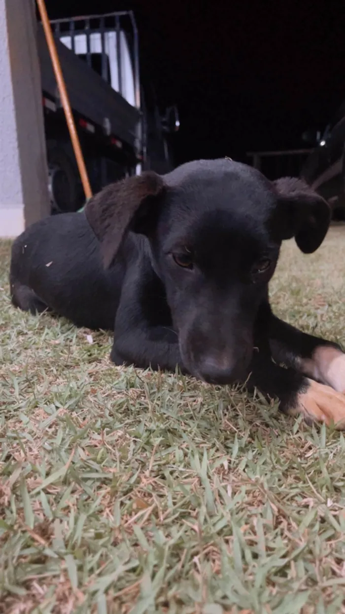 Cachorro ra a SRD-ViraLata idade 1 ano nome Pandora 