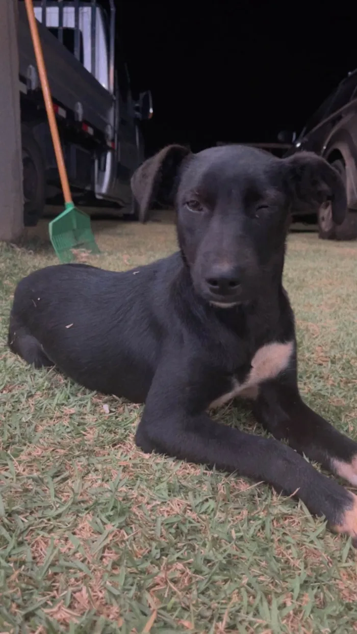 Cachorro ra a SRD-ViraLata idade 1 ano nome Pandora 