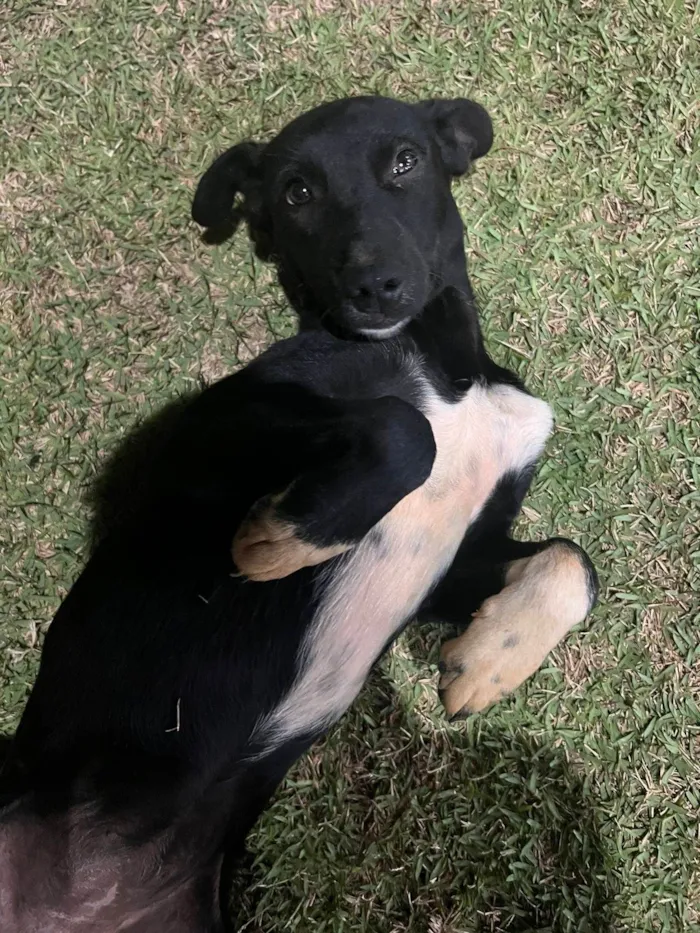 Cachorro ra a SRD-ViraLata idade 1 ano nome Pandora 