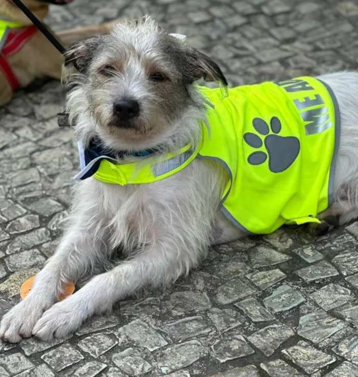 Cachorro ra a SRD-ViraLata idade 1 ano nome Filo