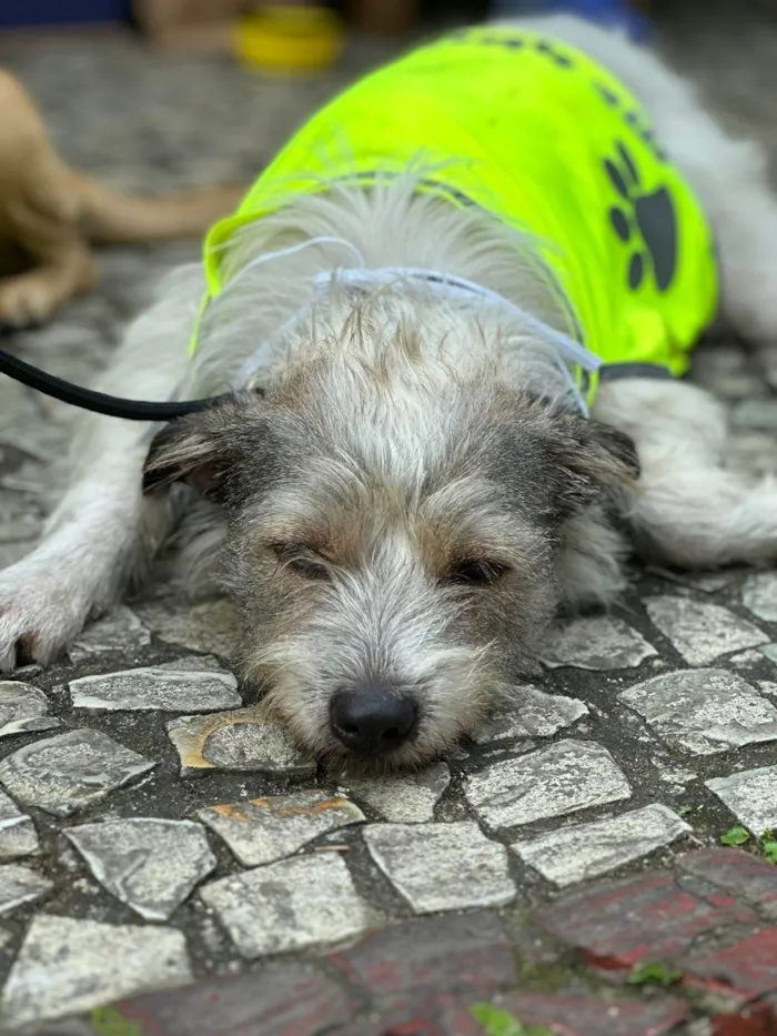 Cachorro ra a SRD-ViraLata idade 1 ano nome Filo