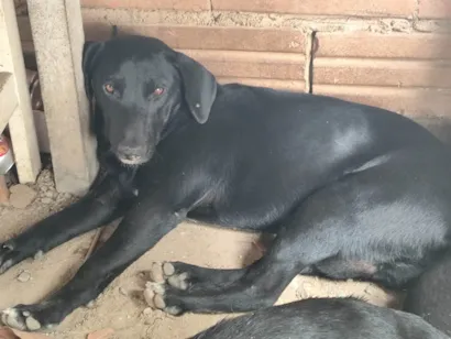 Cachorro raça SRD-ViraLata idade 7 a 11 meses nome Faísca