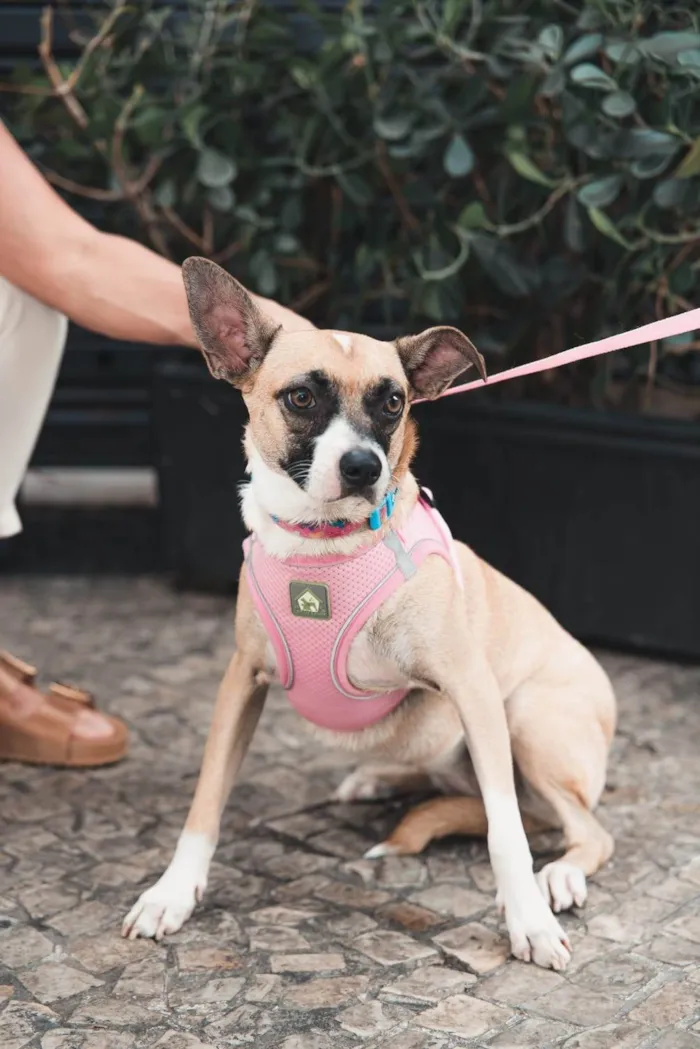 Cachorro ra a SRD-ViraLata idade 7 a 11 meses nome Fiona 