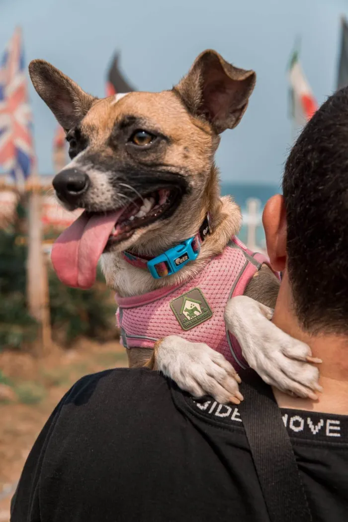 Cachorro ra a SRD-ViraLata idade 7 a 11 meses nome Fiona 