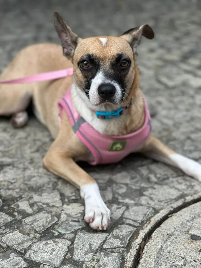 Cachorro ra a SRD-ViraLata idade 7 a 11 meses nome Fiona 