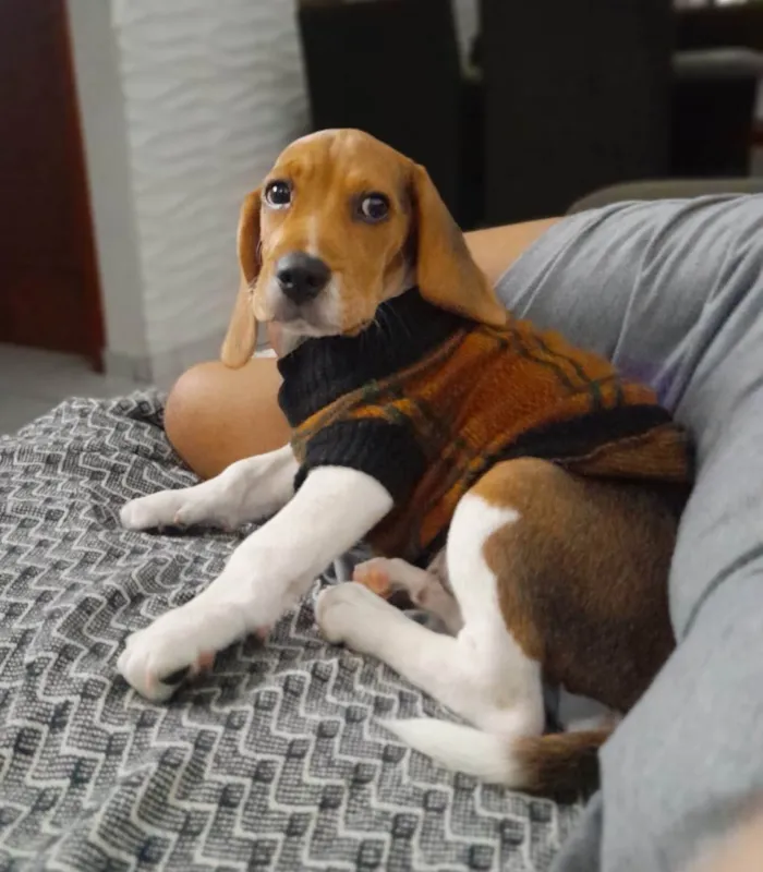 Cachorro ra a SRD-ViraLata idade 1 ano nome Marley