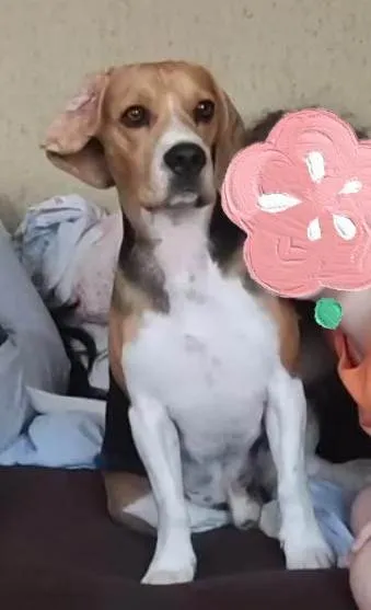 Cachorro ra a SRD-ViraLata idade 1 ano nome Marley