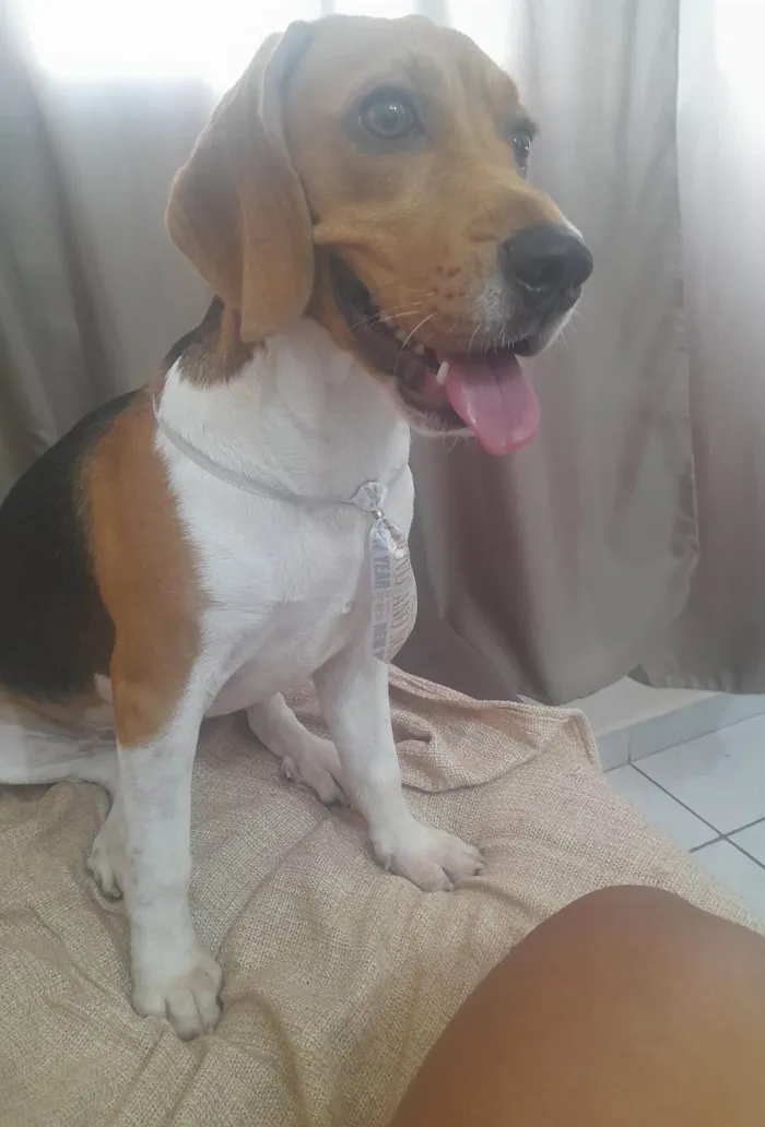 Cachorro ra a SRD-ViraLata idade 1 ano nome Marley