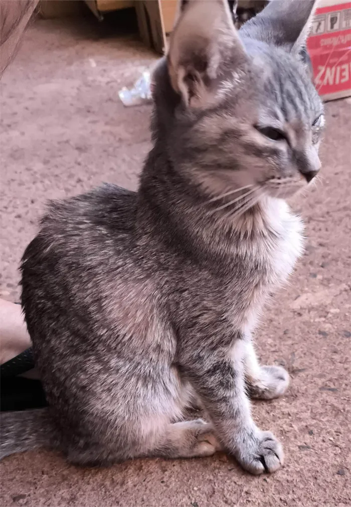 Gato ra a SRD-ViraLata idade 2 a 6 meses nome Tixa