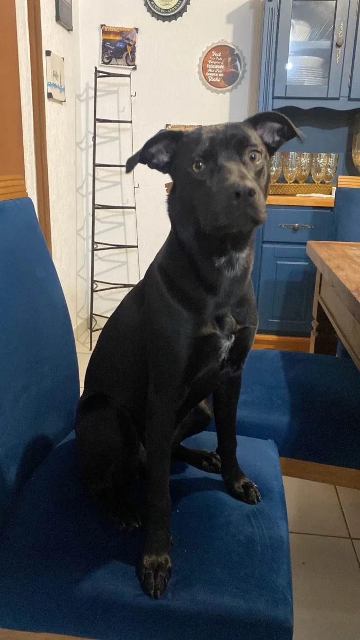 Cachorro ra a SRD-ViraLata idade 7 a 11 meses nome Lola Renata