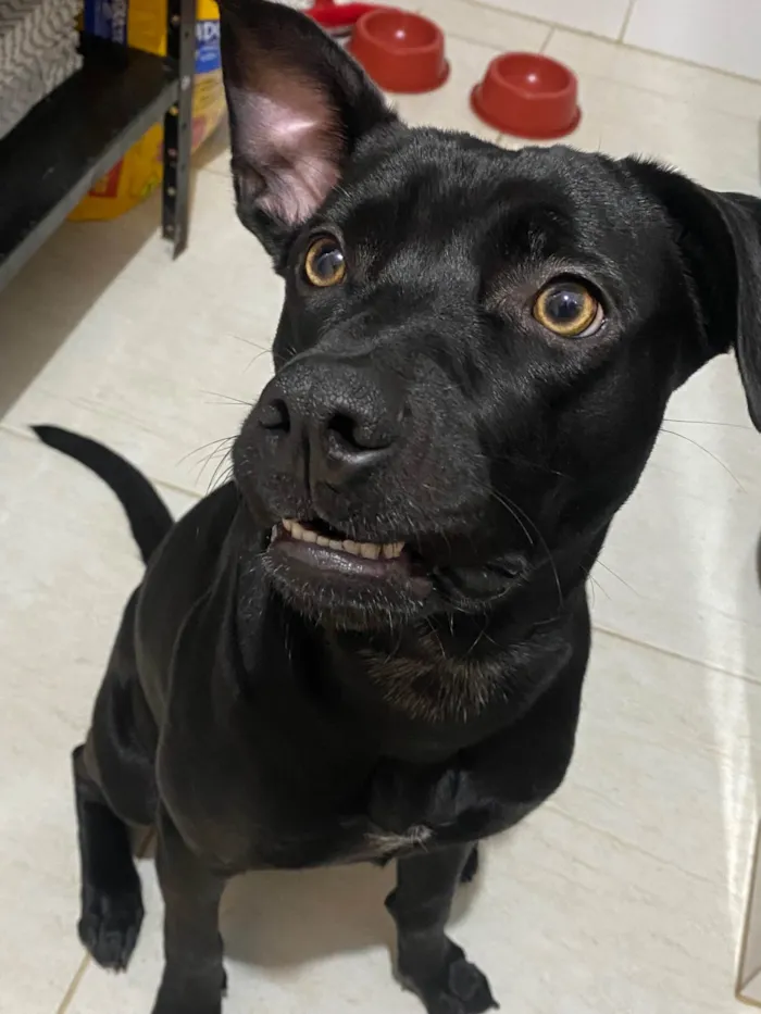 Cachorro ra a SRD-ViraLata idade 7 a 11 meses nome Lola Renata