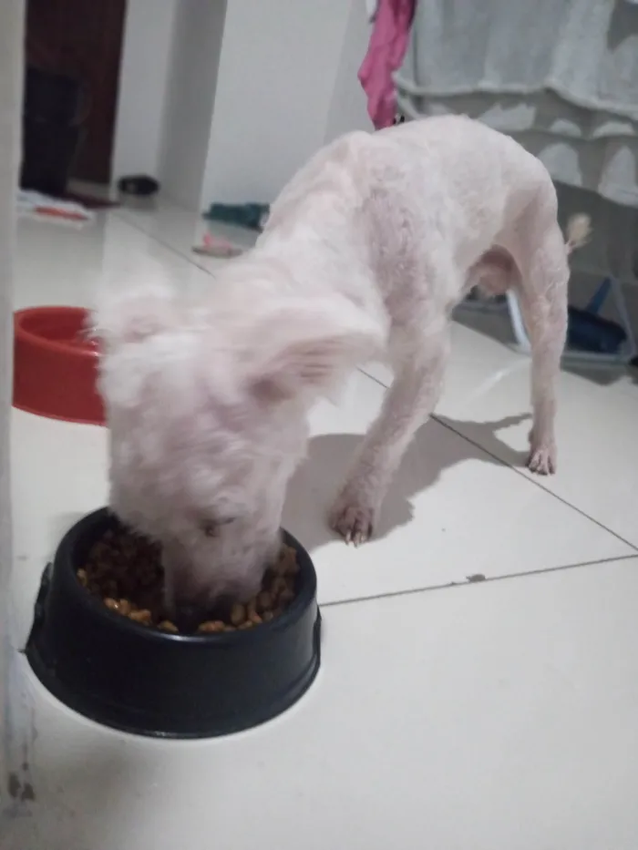 Cachorro ra a Poodle idade 2 a 6 meses nome Bolinha