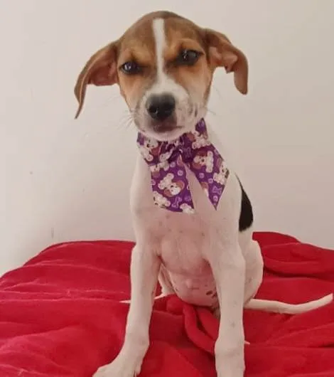 Cachorro ra a SRD-ViraLata idade 2 a 6 meses nome PURPLE FÊMEA