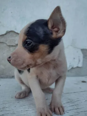 Gato raça Exótico idade Abaixo de 2 meses nome Não tem nome 